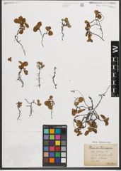 Foto von Salix herbacea L.